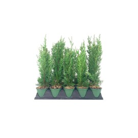 Italian Cypress Tree | 1 Live 4 Inch Pot | Cupressus Sempervirens | Formal Elegant Mediterranean Style Plants