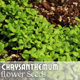 Fresh Bountiful Mix Mum Chrysanthemum Seeds 200+ Seeds Mum Flower, Flower Seeds Annual - 500 Seeds