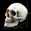 Holibanna Human Skull Teaching Model Lifesize Human skeleton Anatomical Head