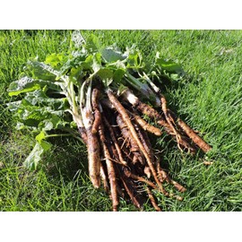 TomorrowSeeds - Burdock Seeds - 50+ Count - for 2025 Planting Articum Lappa Kinpira GOBO Ngao Pong Dong Yang Lu Bo Uang Brown Root Japanese Asian Perennial Vegetable Grow Your Own Home Farm Patio