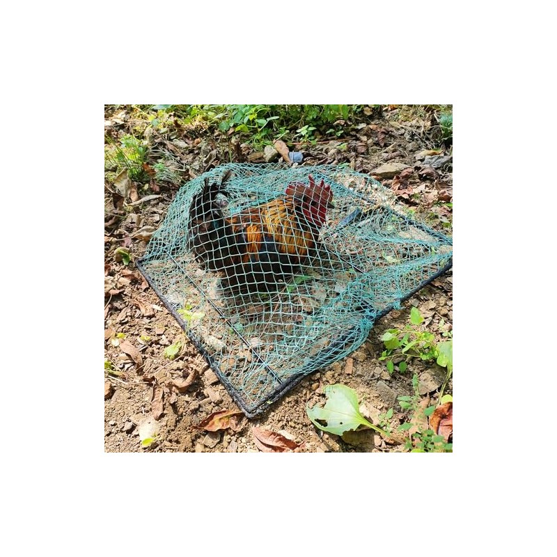 Pigeon Bird Trap Trapping Chicken Quail 2 Pack Spring Starling