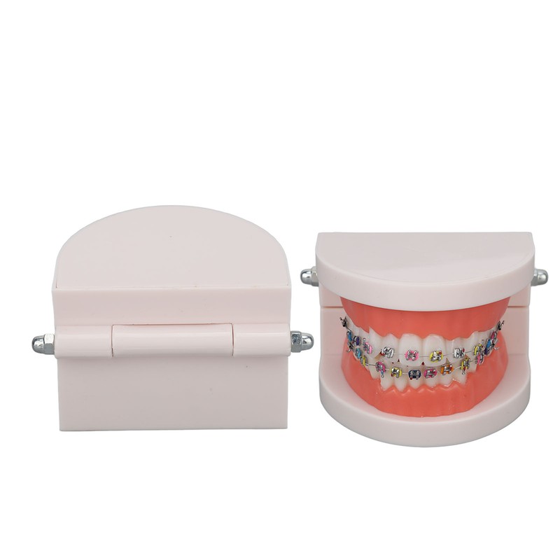 Dental Typodont Teeth Model with Orthodontic Metal Bracket for Dentist