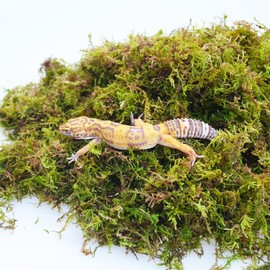 Begeterday 100g Leopard Gecko Moss, Provides Localized Higher Humidity for Leopard Gecko Tank