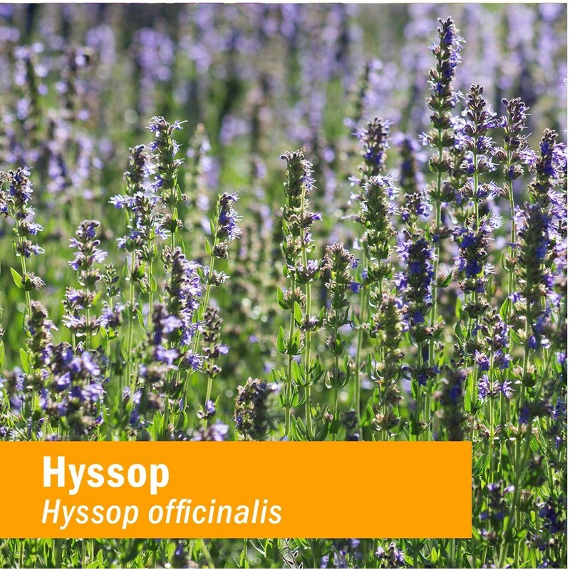 Herb Pharm Certified Organic Hyssop Liquid Extract - 1 Ounce