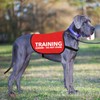 JXGZSO Training Ignore Do Not Stare Dog Jacket Vest Dog