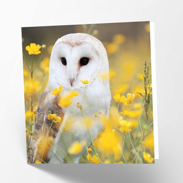 Maturi Blank Greetings Card with Barn Owl Image