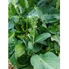 TomorrowSeeds - Broccoli Rabe (Rapini) Seeds - 1000+ Count -