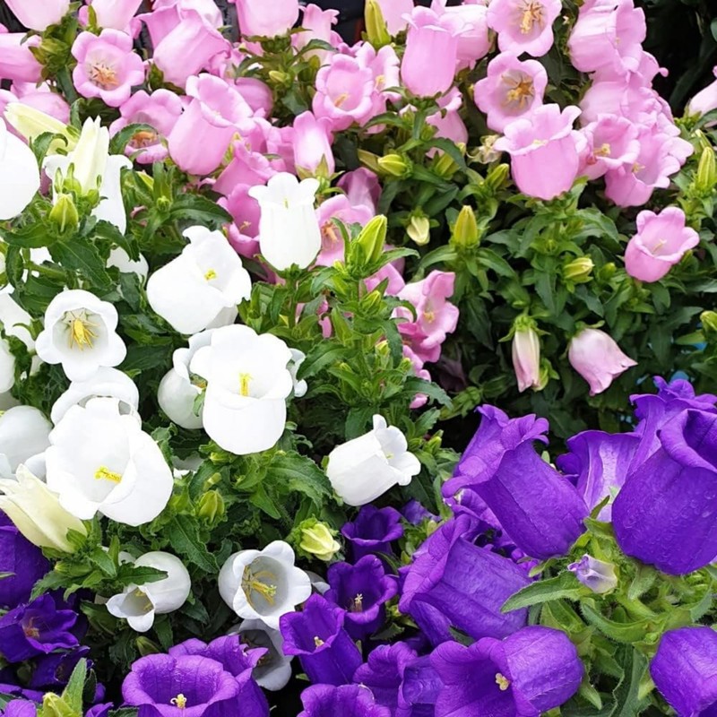 300 Biennial Campanula Canterbury Bells Flower Seeds for Planting