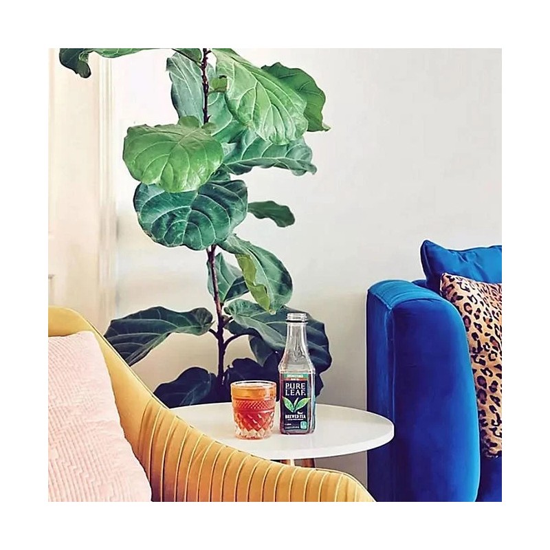 Pure Leaf Real Brewed Tea Unsweetened Black Tea 16.9 fl.