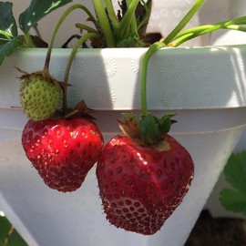 5-Tier Stackable Strawberry Garden – 24 Quart Indoor/Outdoor Stacking Planter with Drip Saucer – Grow Herbs, Strawberries, and Flowers from The Kitchen or Backyard – Plant and Stack! Easy Gardening