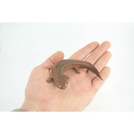 Collectible Wildlife Gifts Giant Salamander Toy Model, Hand Painted Rubber Realistic 4 Inches CH857 BB198