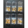 30 Live Mexican Jumping Beans: 6 Cases With 5 Beans