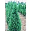 Blue Point Juniper | 20 Live Trees | Juniperus Chinensis