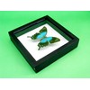 asiahouse24 A Real Exotic Prepared Butterfly in Picture Frame Wall