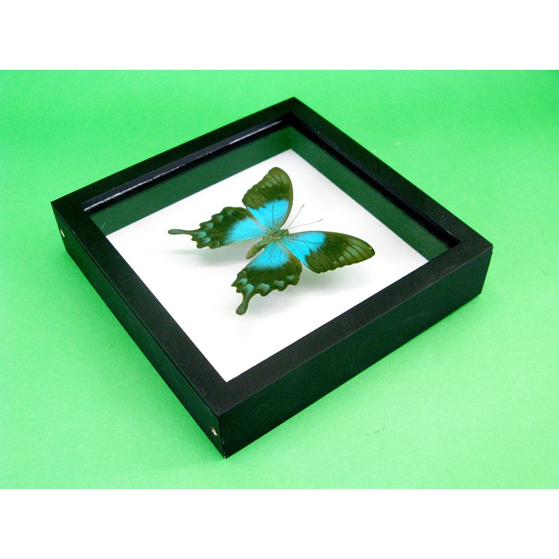 asiahouse24 A Real Exotic Prepared Butterfly in Picture Frame Wall