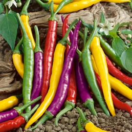 Cayenne Fiesta Blend Hot Pepper Seeds - 300 Mg Packet ~50 Seeds - Non-GMO, Heirloom - Vegetable Garden - Capsicum annuum