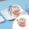 Hoite Dental Typodont Teeth Model 28 PCS Spare Teeth for