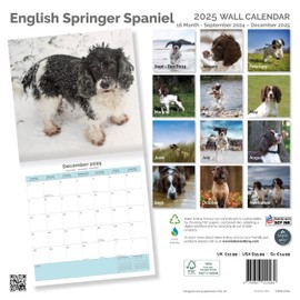Baker and Bray English Springer Spaniel Calendar 2025, Large Square Wall Calendar, 16 Month, English Springer Spaniel Gift Dog Calendar.