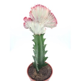 Euphorbia Lactea Cristata variegata - Live House Plant in 4'' Pot (Ships from Malibu Tropical Nursery in California), Pink-Green