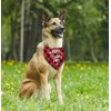 Dog Bandana, Happy Birthday Dad Dog Bandana, Dog Scarf Classical