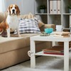 Mipcase Dog Training Scent Tins: 12pcs Dog Scent Training Box