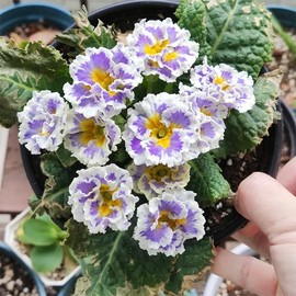 1000+ Perennial Mix Primrose Seeds for Planting-Non-GMO Heirloom, for Gardens & Outdoor Containers