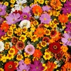 Wildflower Seeds Bulk – National Wildflower Seed Collection – Perennial
