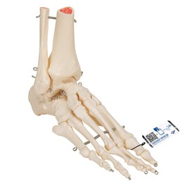 3B Scientific A31 Foot and Ankle Skeleton Model + free Anatomy App - 3B Smart Anatomy