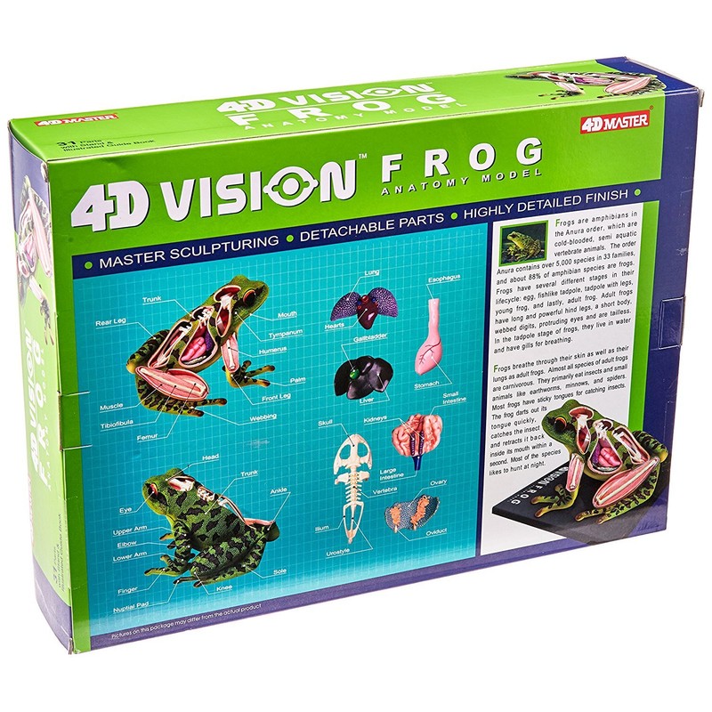 4D Vision Frog Anatomy Model