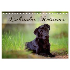 Labrador Retriever (Tischkalender 2026 DIN A5 quer), CALVENDO Monatskalender (CALVENDO Tiere)