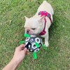 AIXXCUVQ Pet Soccer Ball with Straps Interactive and Fun Durable