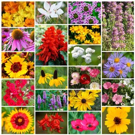 Grow Your Own Vibrant Annual and Perennial Wildflower Garden Seeds Mixture, Varieties for Pollinators and Spring Gardens - Southeast Regional Mix, 1/4 lb