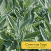 4 Common Sage | Live Plants in 2.5-inch Nursery Cubes