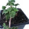 Organic Motherwort Seeds (Leonurus cardiaca) 100 Seeds (0.1 Grams)