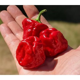 Mountian Valley Red Scotch Bonnet Hot Pepper Seeds - 25 Seeds