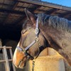 Headcollar for Horses, Stylish Headcollar Blue, 2-Way Adjustable Buckles, Shetty,