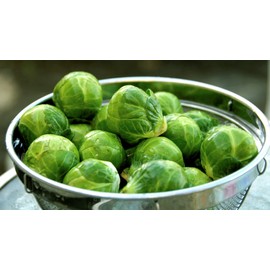 KIRA SEEDS - Seeds Brussels Sprouts Green Long Island - Heirloom Vegetable - GMO Free