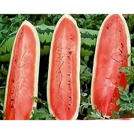 Watermelon Jubilee Great Heirloom Garden Vegetable 20 Seeds