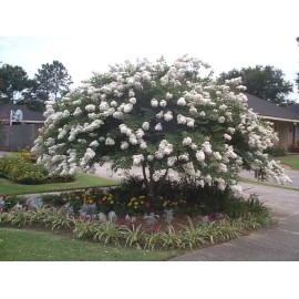 Unbranded Acoma Crepe Myrtle Plants