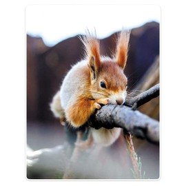 Violetpos Thick Blanket Warm Sherpa Cosy Flannel Fleece Sofa Blanket Lid Blanket High Quality Blanket Super Soft Squirrel Tree 125 x 200 cm