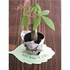 LE-DC1 Message Cards, Die Cut, Leaf-S (30 Pieces)