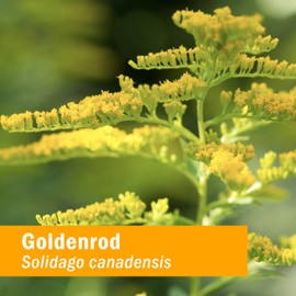 Herb Pharm Herb Pharm Urinary System Support Liquid Herbal Formula, 1 Fl Oz