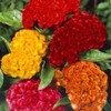 Outsidepride Mix Cockscomb Seeds - 1000 Pcs Annual Dwarf Celosia