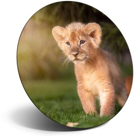 Destination Vinyl ltd Magnet for Refrigerator, Fridge - Cute Baby Lion Cub Cat for Office, Cabinet and Whiteboard, Magnetic Stickers, 15785