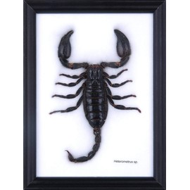 The Giant Thai Forest Scorpion (Heterometrus spinifer) | Framed Arachnid Wall Decor | Unique Taxidermy Collectables | 8 x 6 in.
