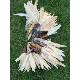 6 Dried Mini Corn with Husks - Ornamental Decorative - Bowl Fillers