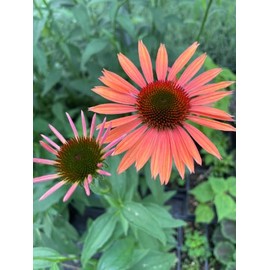 Daylily Nursery 3 Big Sky 'Sundown' Coneflower/Echinacea in 3.5 inch pots (one Plant per Pot)