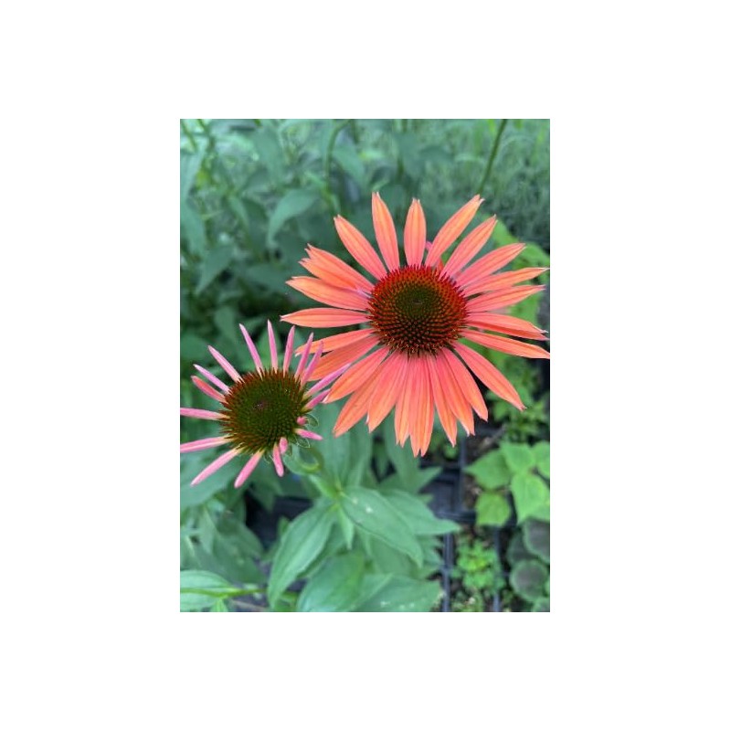 Daylily Nursery 3 Big Sky 'Sundown' Coneflower/Echinacea in 3.5 inch