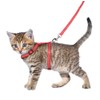 Flamingo Kitten Harness with Lead - Aiwa | Adjustable (15-25cm,