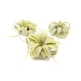 Bright Green Colorful Tillandsia Air Plants -Long Lasting Color Enhanced Live Tillandsia Succulent House Plants -Home and Garden Decor -Easy Care Indoor/Outdoor Plants (Mini Xerographica, Pack of 3)